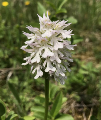 Neotinea tridentata D 05-2017.jpg