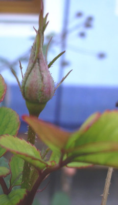 letzte_rose_06_006.jpg
