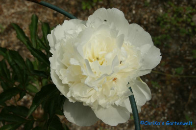 Duchesse de Nomours.jpg