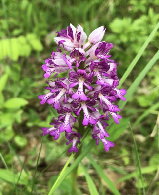 Orchis militaris 05-2017.jpg