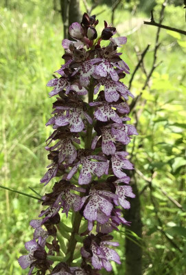 Orchis purpurea A 05-2017.jpg