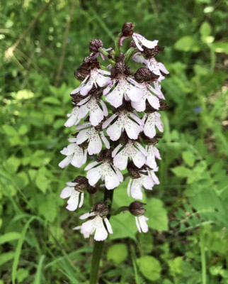 Orchis purpurea B 05-2017.jpg