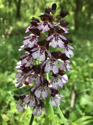 Orchis purpurea C 05-2017.jpg