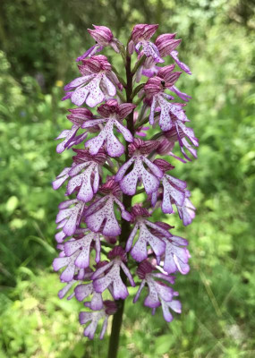 Orchis x hybrida A 05-2017.jpg