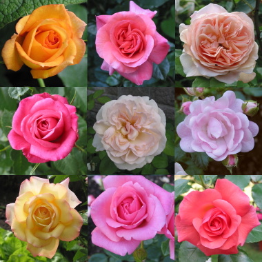 COLLAGE_ROSEN.jpg