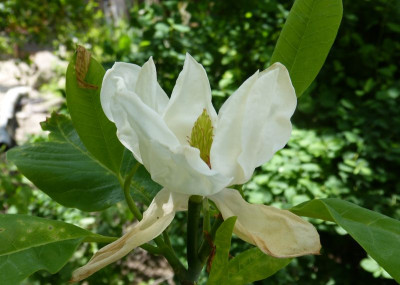 2017-05-21 Magnolia 'Charles Coates' 1.jpg