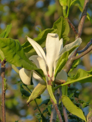 2017-05-21 Magnolia tripetala 1.jpg