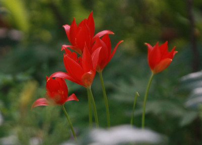 tulispre174.jpg