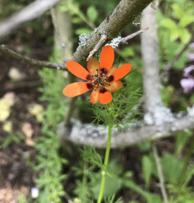 Adonis aestivalis 05-2017.jpg