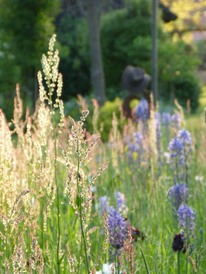 2017-05-21 Gartenimpressionen 4.jpg