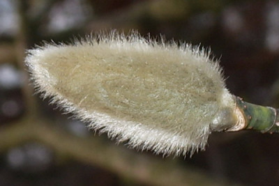 Magnolia_in_Pelz.jpg