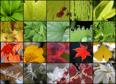 Blattcollage-vier-Jahreszeiten.jpg