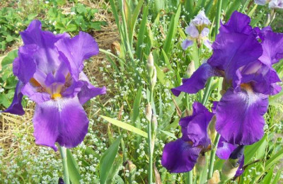 100_7052 TB Sämlinge blauviolett.jpg