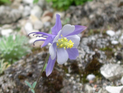 Aquilegia scopulorum 21.05.17.JPG