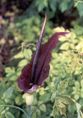 Dracunculus_vulgaris.jpg