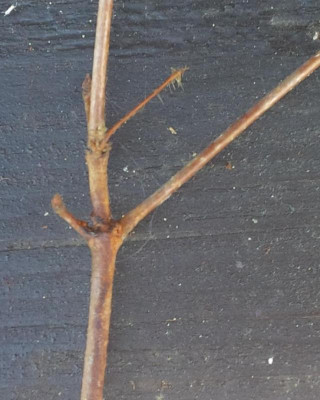 Acer_b_1.jpg