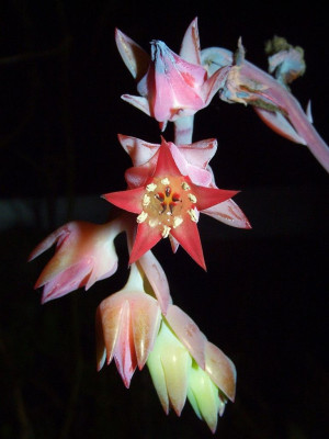 Echeveria_gigantea_Bluete.jpg