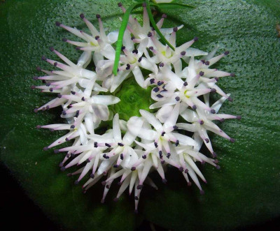 Massonia_echinata_voll_in_Bluete_06-01.jpg