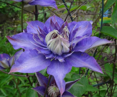 clematis01.jpg