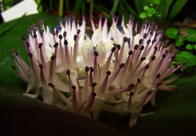Massonia_echinata_voll_in_Bluete_06-02.jpg