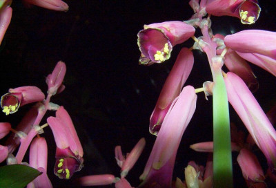 Lachenalia_bulbifera_von_unten.jpg