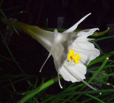 Narcissus_albidus_06.jpg