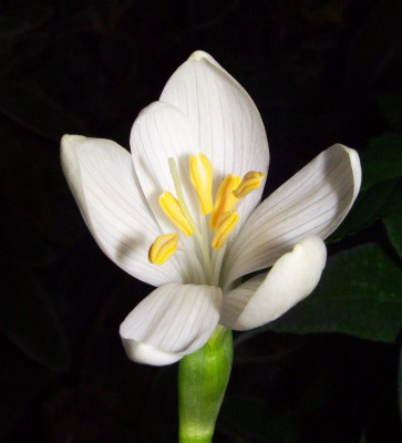 Sternbergia_candida_offen.jpg