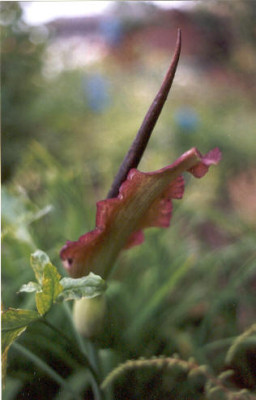 Dracunculus_vulgaris_Ruckseite.jpg