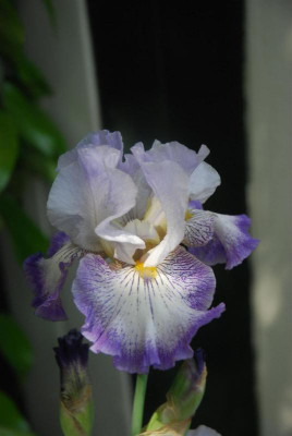 D3485 (Large).JPG