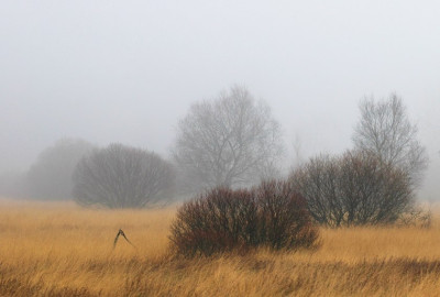 Hohes_Venn_5_18-12-2006.jpg