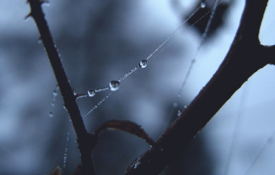 new_Frost-_Ast_Tropfen.jpg