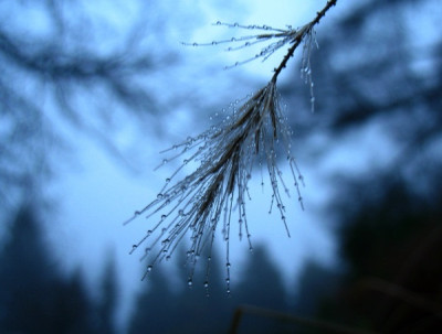 new_Frost-_Gras-_Himmel.jpg