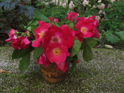 strauchroseunbek.img.JPG