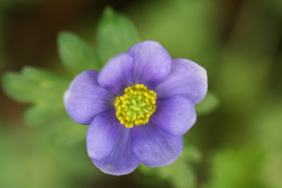 Anemone China_Bildgröße ändern.JPG