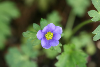 Anemone China 1_Bildgröße ändern.JPG
