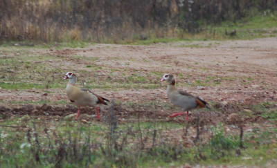 Nilgans.jpg