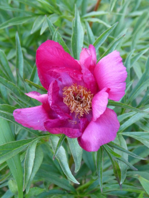 2017-05-22 Paeonia tenuifolia x mascula.jpg