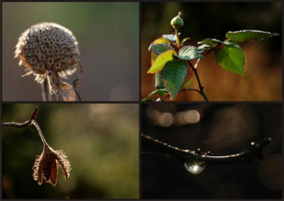 Collage-Corel-Draw.jpg