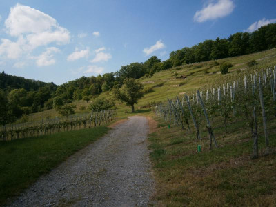 geigersberg mai 17 015.JPG