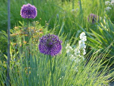 2017-05-22 Gartenimpressionen 3.jpg