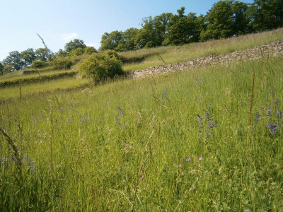 geigersberg mai 17 025.JPG