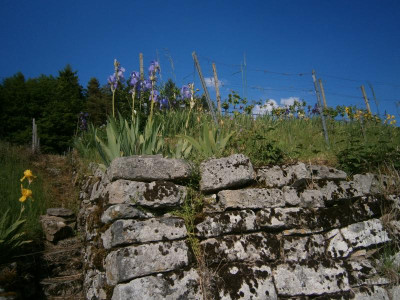 geigersberg mai 17 034.JPG
