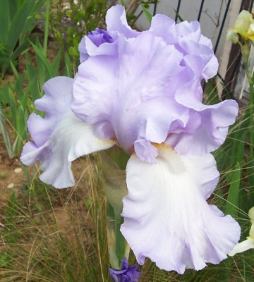 100_7079 Mary Frances.jpg