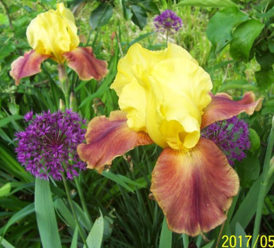 100_7065 Elkes Erstling.jpg