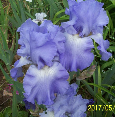 100_7063 hellblauer GdS Sämling.jpg