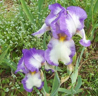 100_7070 TB Plicata violettblau.jpg