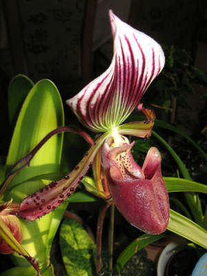 Or_Phal_Maudiaert1206.jpg