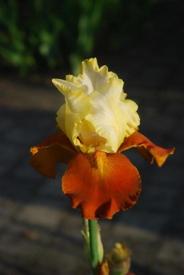 D3508 (Large).JPG