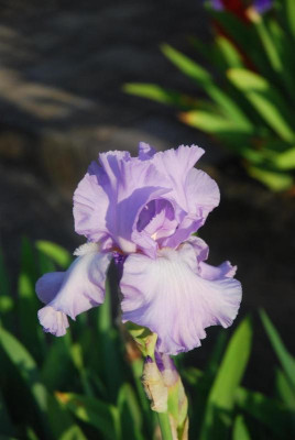 D3509 (Large).JPG