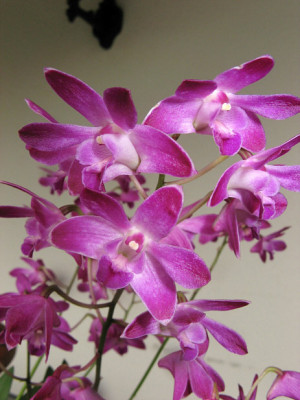 Or_Dendrobium12061.jpg